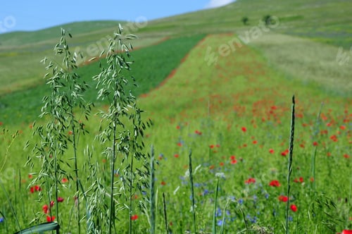 Preview: Grass Flowers Over Bokeh Nature Background