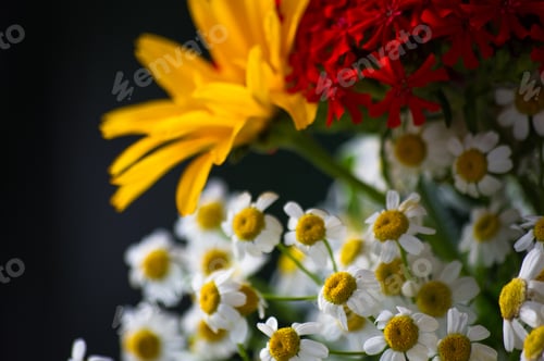 Preview: A Bouquet Of Bright Spring Flowers Of Various Types