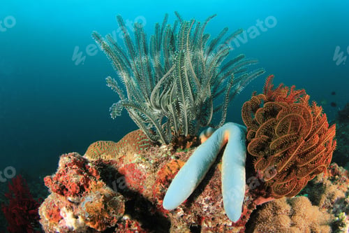 Preview: Underwater Reef With Starfish And Featherstars