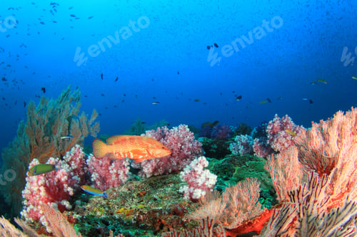 Preview: Coral Reef And Fish Underwater In Ocean