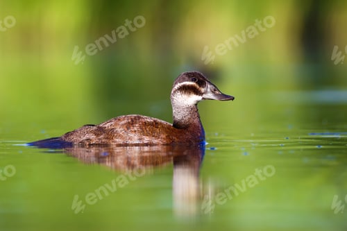 Preview: Swimming Duck. Colorful Lake Habitat Background. Bird: White Headed Duck. Oxyura Leucocephala.