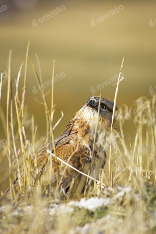 Preview: Bird Of Prey. Yellow Nature Background. Bird: Long Legged Buzzard. Buteo Rufinus.