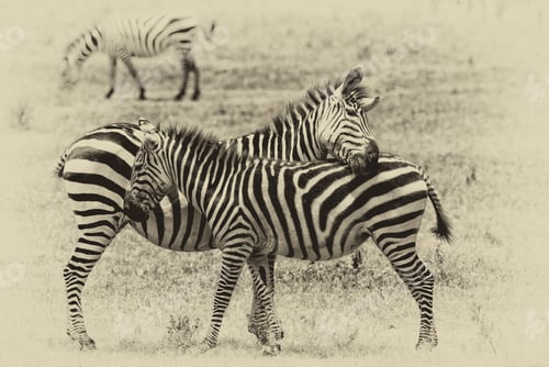 Preview: Vintage Style Black And White Image Of Zebras In The Ngorongoro Crater, Tanzania