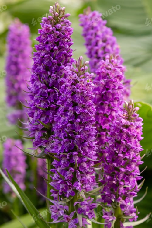 Preview: Dactylorhiza Baltica In Natural Background