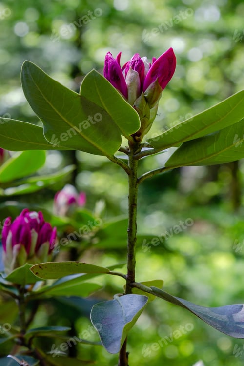 Preview: The Bud Of The Rhododendron In The Natural Background In Spring Garden