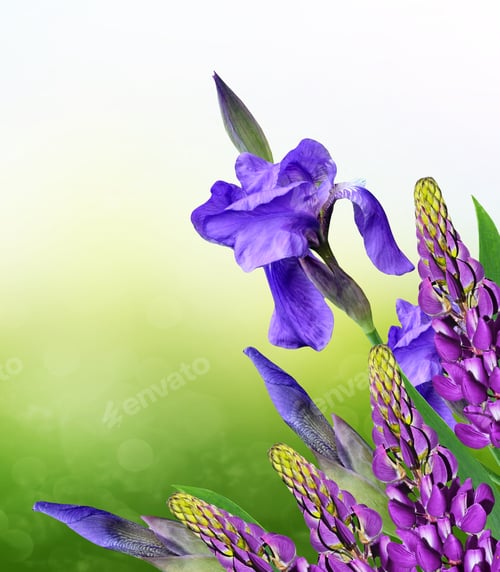Preview: Spring Landscape. Blue Beautiful Garden Flowers Irises
