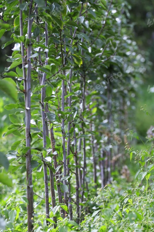 Preview: Nursery With Grafts Of Plum Trees In A Line