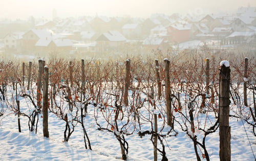 Preview: Winter Vineyards Landscape