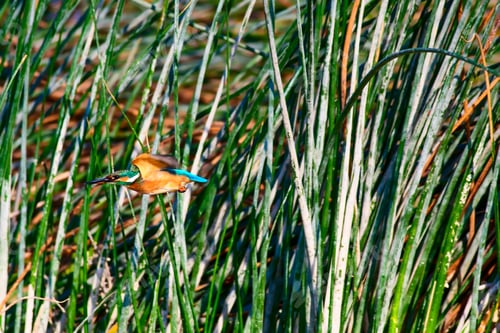 Preview: Flying Kingfisher. Green Nature Background.