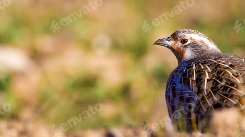 Preview: Partridge. Green Brown Nature Background. Bird: Grey Partridge. Perdix Perdix.