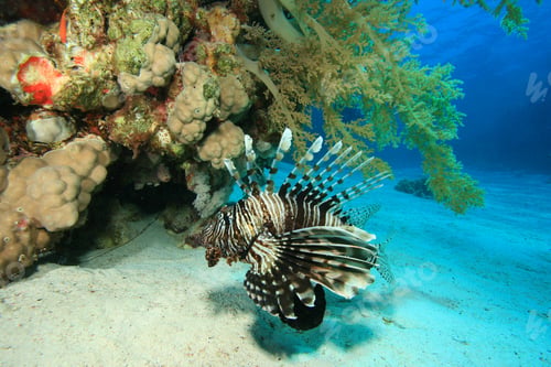 Preview: Lionfish