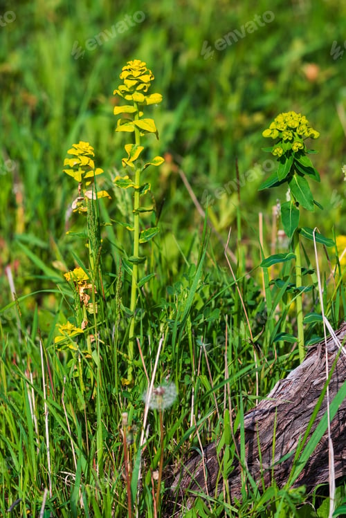Preview: Euphorbia Plant In The Natural Habitat