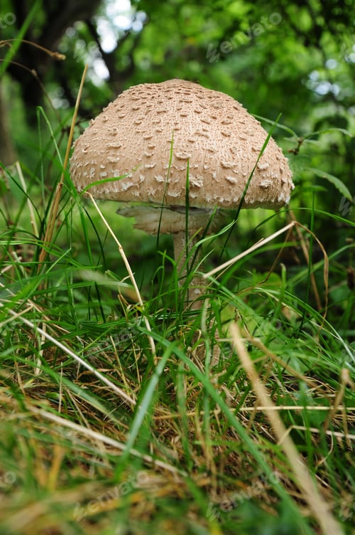 Preview: Amanita Rubescens In Natural Habitat