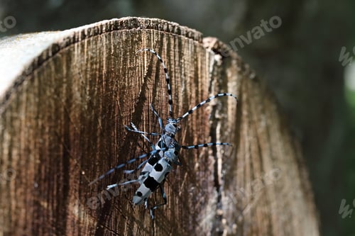 Preview: Rosalia Longicorn (Rosalia Alpina) Or Alpine Longhorn Beetle Swabian Jura Germany