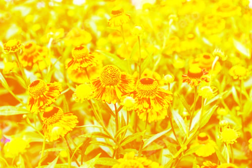 Preview: Colorful Bright Flowers Marigold Against The Background Of The Summer Landscape.
