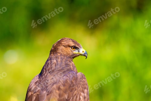 Preview: Bird Of Prey. Portrait Of Buzzard. Green Nature Background.