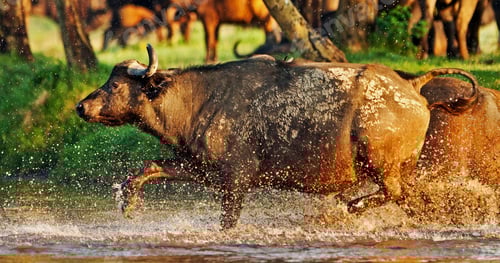 Preview: African Buffalo Crossing A River In The Lake Nakuru National Park - Kenya