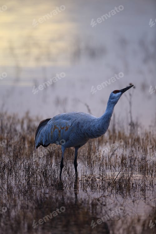 Preview: Sandhill Crane Bosque Del Apache Wildlife Reserve New Mexico Usa