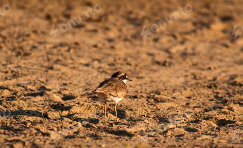 Preview: Bird And Drought. Nature Background.