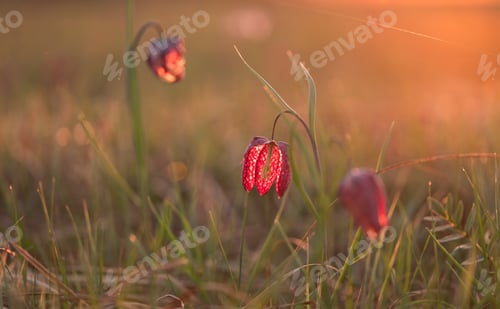 Preview: Snake'S Head Flower In Early Spring