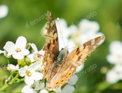 Preview: The Burdock Butterfly Of The Family Nymphalidae.