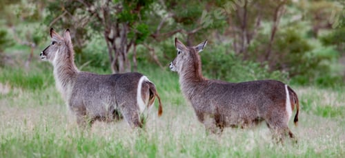 Preview: Female Waterbuck Antelopes In The Kruger National Park, South Africa