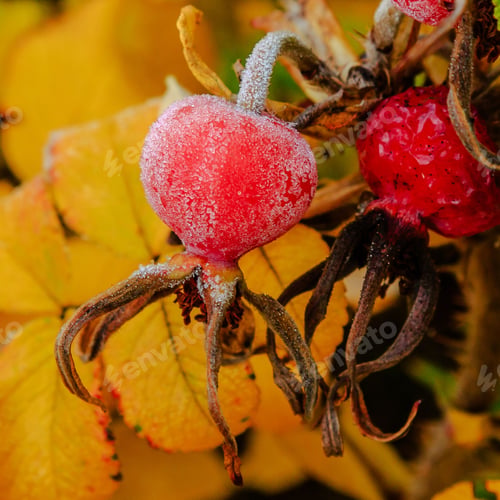 Preview: Berries Of Rosa Canina Covered With Froston A Bush In The Autumn Garden
