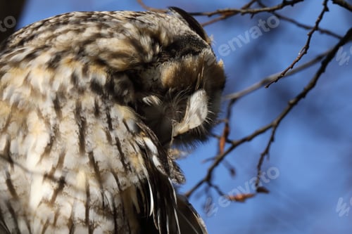 Preview: Long-Eared Owl (Asio Otus) Sitting In Tree,Germany