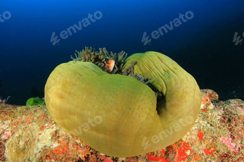 Preview: Anemone And Skunk Clownfish
