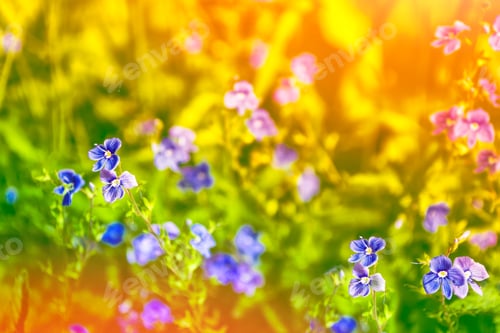 Preview: Me-Nots Wildflowers On The Background Of The Summer Landscape.