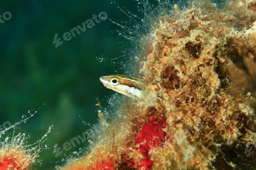Preview: Piano Fangblenny