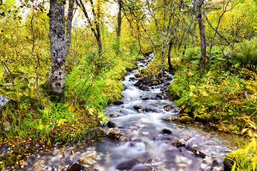 Preview: Blurred Water Flowing Through Deciduous Forest In Northern Norway, Scandinavian Peninsula