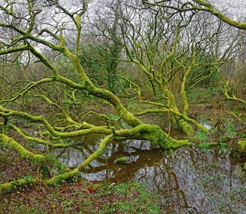 Preview: A Panorama View Of A Fallen Lichen And Moss Covered Tree In An Ancient Woodland Near St Cleer In