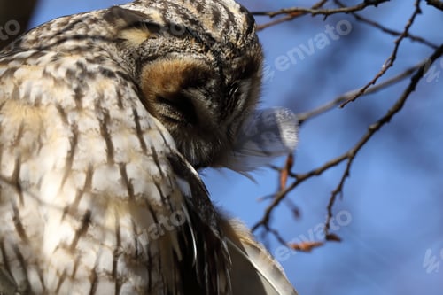 Preview: Long-Eared Owl (Asio Otus) Sitting In Tree,Germany