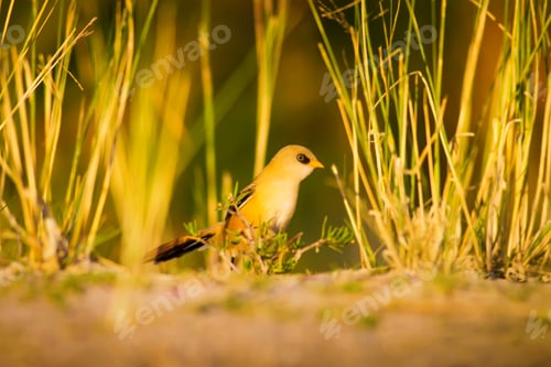 Preview: Cute Bird. Warm Colors Nature Background Bearded Reedling / Panurus Biarmicus