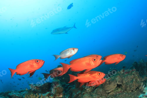 Preview: Red Bigeyes Fish