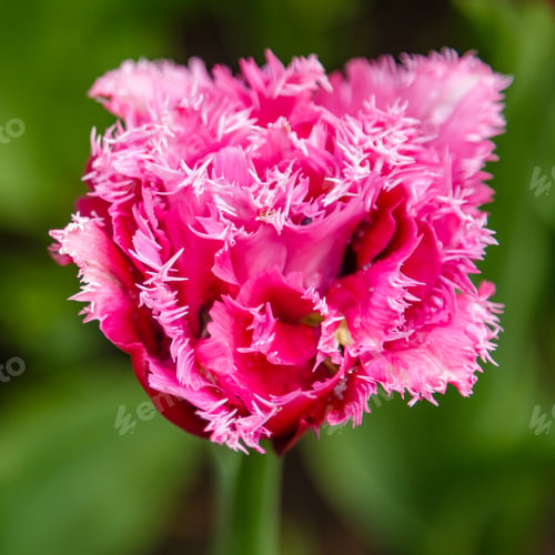 Preview: Purple Flower Of Tulip Sort Matchpoint. Hybrids Of Tulips - A Beautiful Spring Bulbs. Growing
