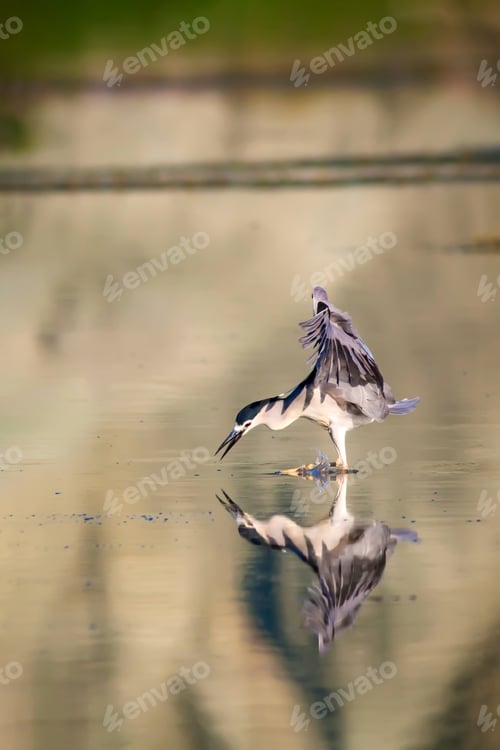 Preview: Heron. Black Crowned Night Heron. Nycticorax Nycticorax.