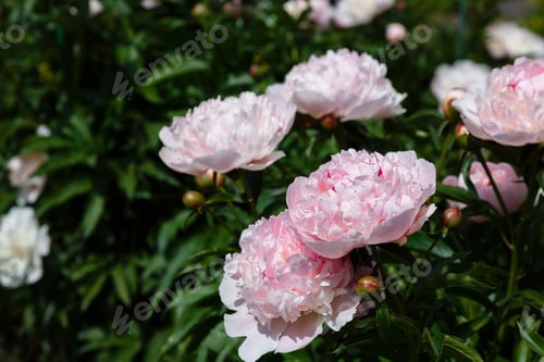 Preview: Beautiful Pink Peonies In The Garden. Peony Bushes In Buds And Flowers.
