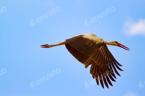 Preview: Flying Stork. Blue Sky Background.