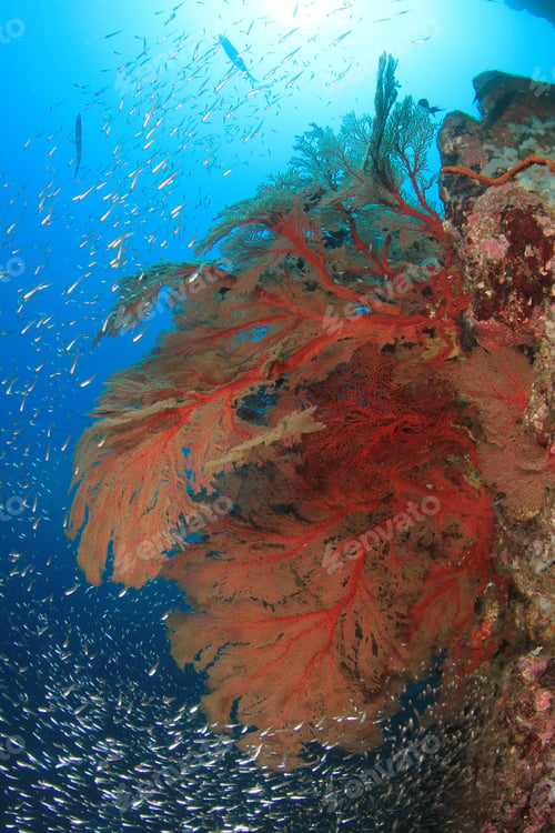 Preview: Fan Coral