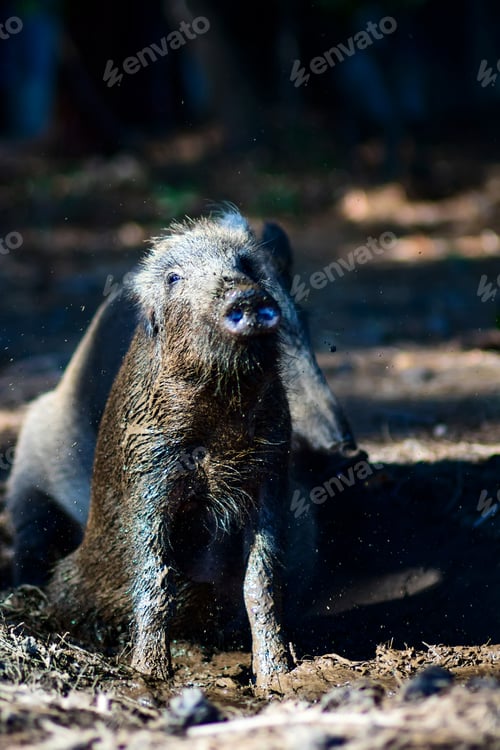 Preview: Wild Boar. Forest Background.