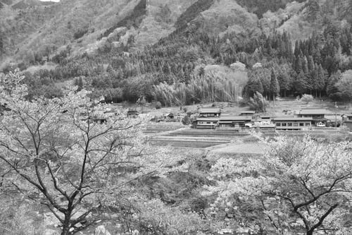 Preview: Cherry Blossom In Countryside In Gifu Prefeture Of The Region Chubu, Japan. Black And White Vintage