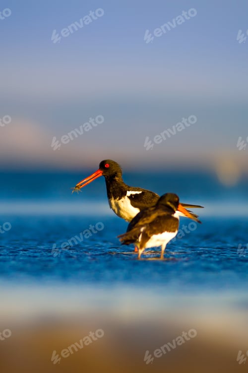 Preview: Water And Bird. Blue Sea, Blue Sky Background. Eurasian Oystercatcher / Haematopus Ostralegus