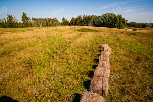 Preview: Rolls Of Hay In Green Field Under Blue Sky. Countryside Scenenery In Latvia