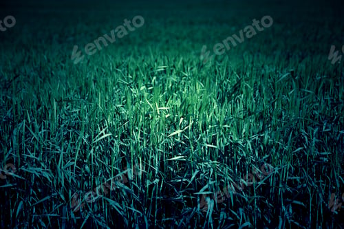 Preview: Grass On The Field, Detail From A Forest In The Mountains, Nature And Wildlife In The Area,