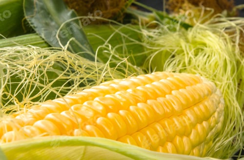 Preview: Fresh Corn On Cobs On Black Background, Closeup