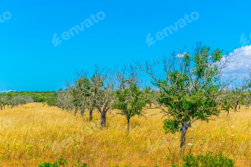 Preview: Countryside Of Mallorca