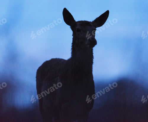 Preview: Silhouette Of Red Deer Hind At Dusk.