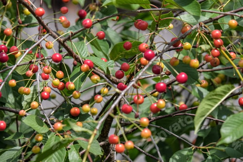 Preview: Cherry Tree Close Up With Almost Red Cherries Ready For Harvest